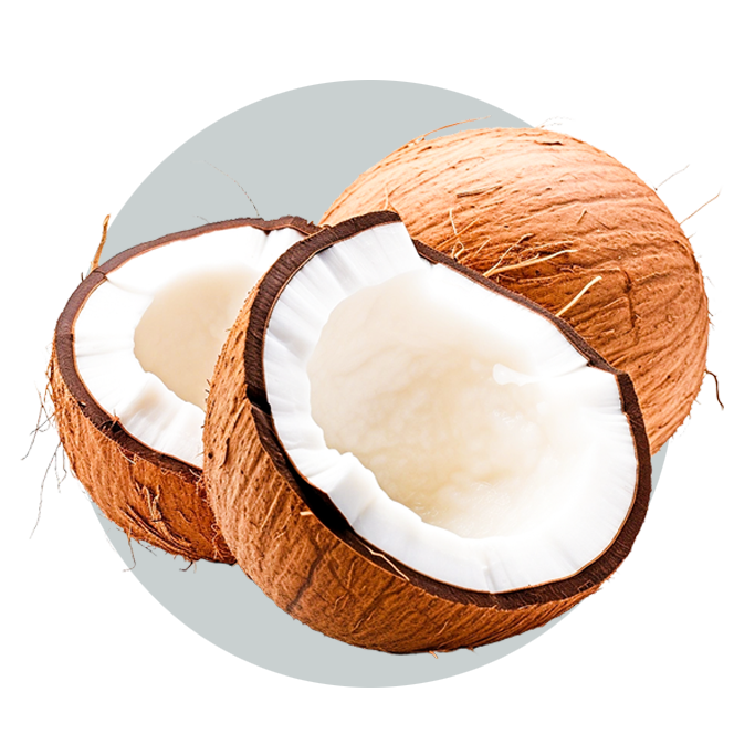 Best Quality of Areca-nut Leaf Plates Exporters